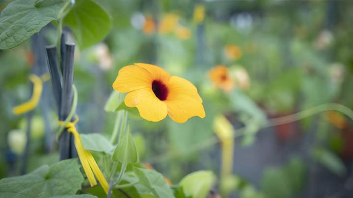 Fleurs horticoles Liernais