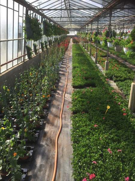 Horticulture fleurs de massif Liernais