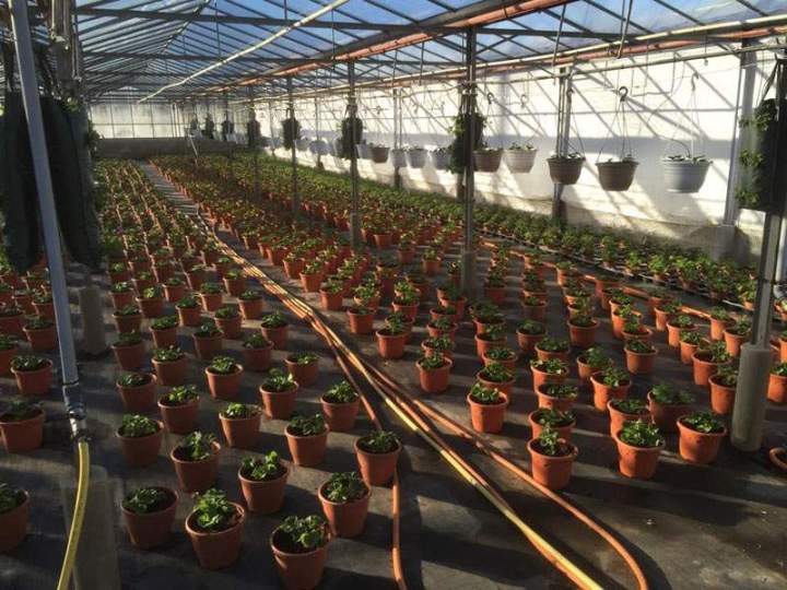 Plants maraîchers Liernais