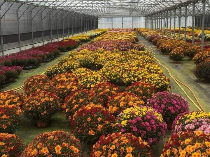 Société de production de plantes Liernais