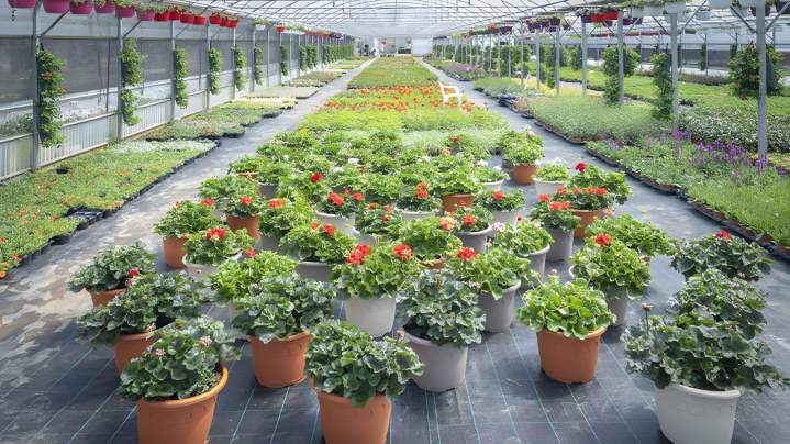 Pépinière culture de plantes Liernais