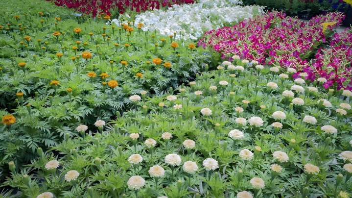 Production arbres et arbustes Liernais