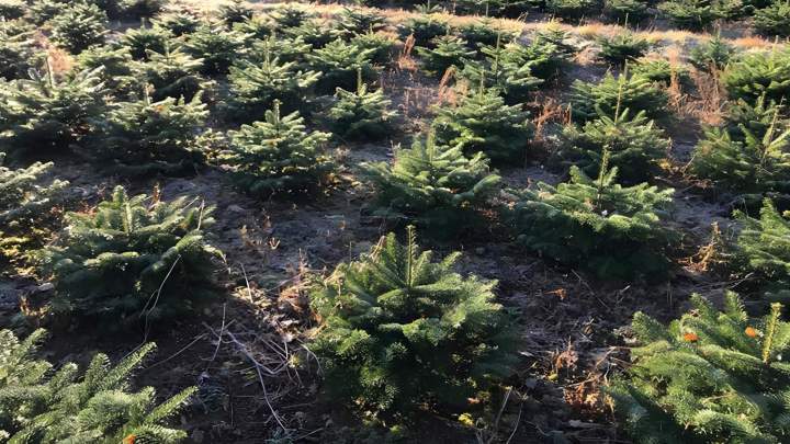 Culture sapin de noël à Liernais