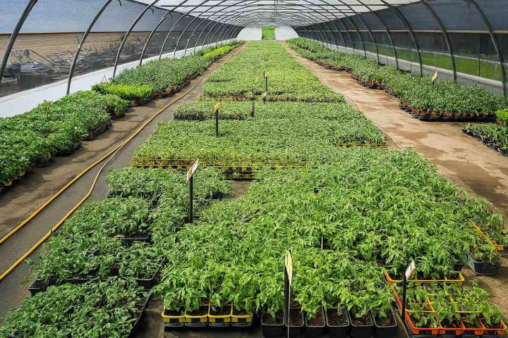 Horticulture à Liernais