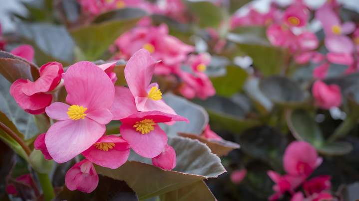 Culture et production plantes aromatiques Liernais