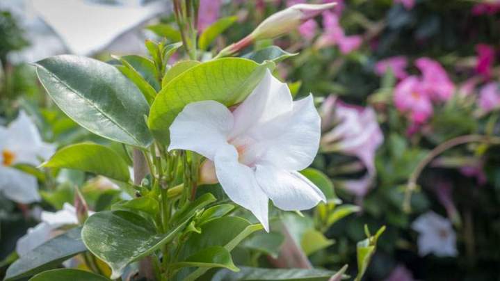 Fleurs de saison Liernais