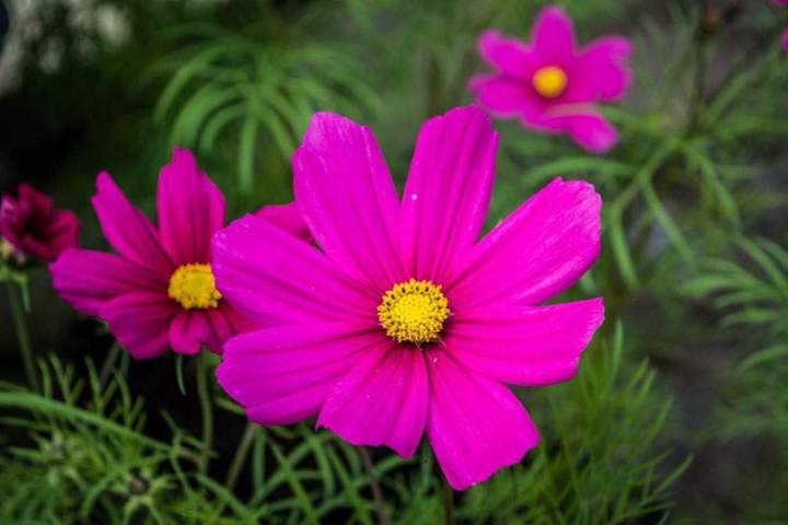 Fleurs ornementales Liernais