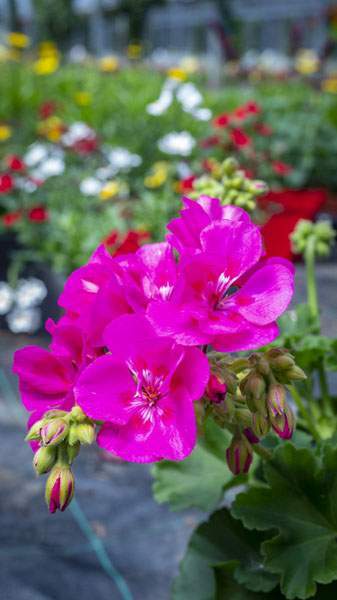 Pépinière horticole artisanale Liernais