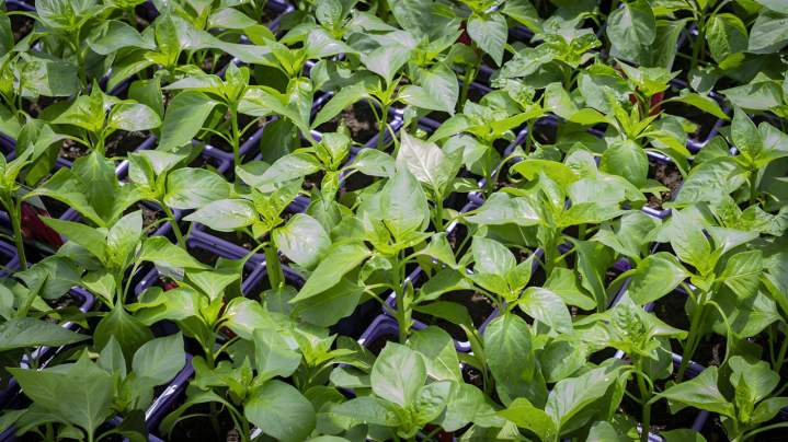 Culture et production diverses espèces de plantes Liernais