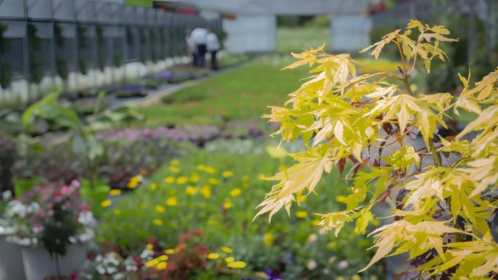 Pépinière plantes, fleurs et arbustes Liernais