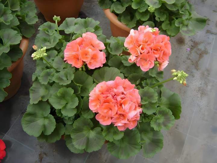 Vente de plantes horticulture Liernais