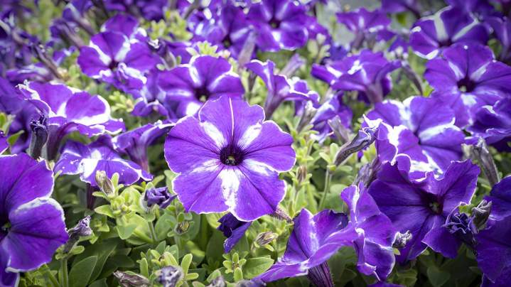 Culture traditionnelle de plantes aromatiques Liernais