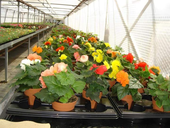 Jardinage et production de plantes Liernais