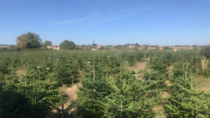 Sapin de Noël cultivé avec soin en plein champ