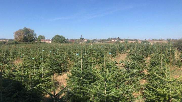 Sapins de Noël cultivés à Liernais