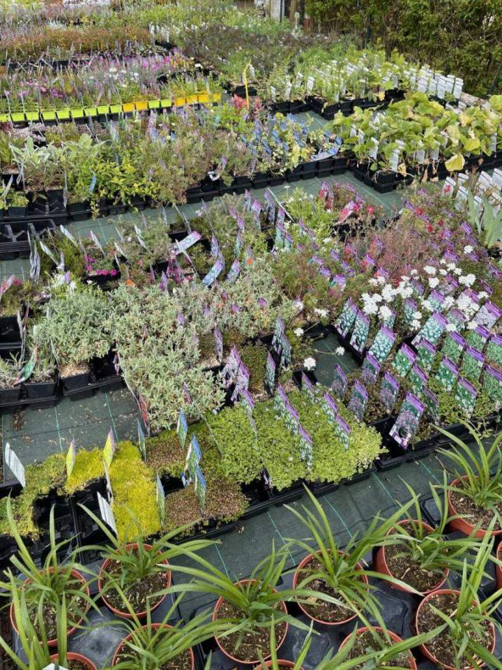 Techniques de plantation Liernais