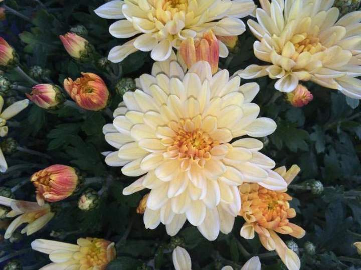 Vente de plants floraux Liernais