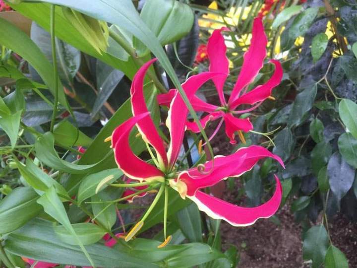 Vente plants maraîchers Liernais