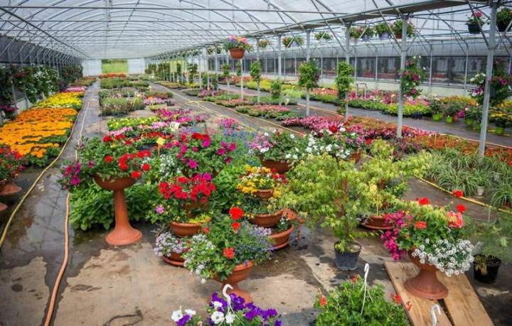 Plantes et fleurs colorées Liernais