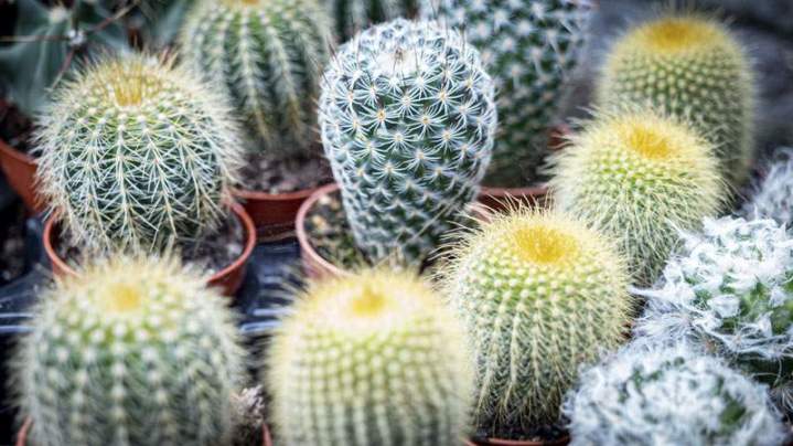 Pépinière plants maraîchers Liernais