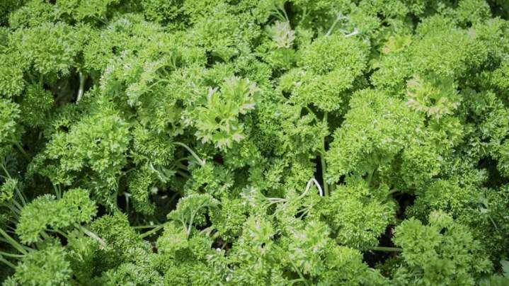 Plants maraîchers sans traitement Liernais