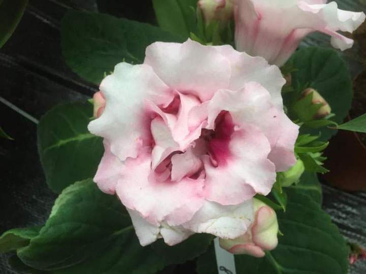 Plants maraîchers de qualité Liernais