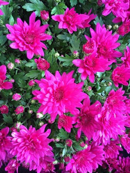 Horticulture fleurs de massif Liernais