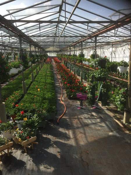 Vente de jeunes plants maraîchers Liernais