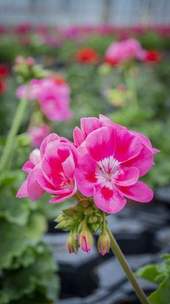 Plants floraux saisonniers Liernais