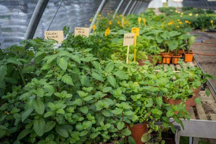 Producteur de plants de légumes Liernais