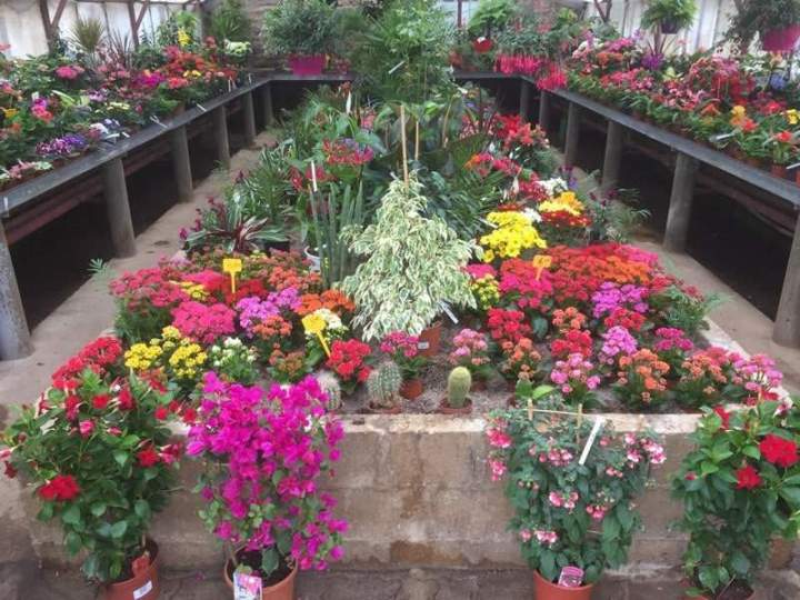 Plants maraîchers qualité pro Liernais