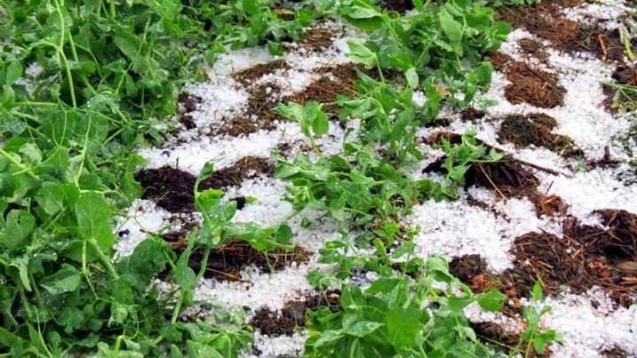 Plants potagers et aromatiques Liernais