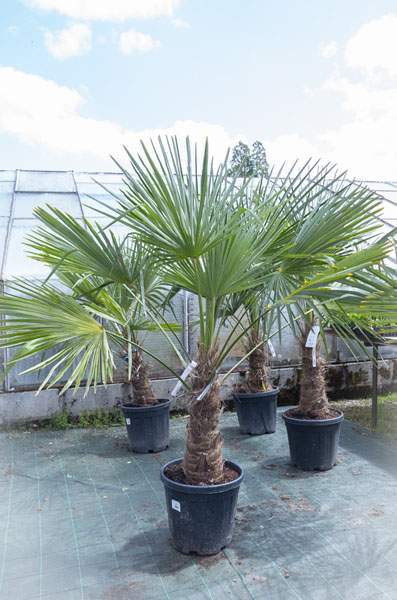 Plants maraîchers certifiés Liernais