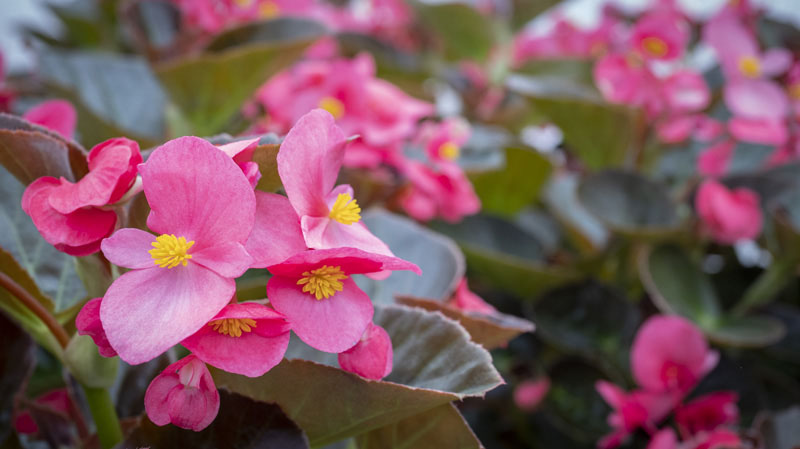 Plantes aromatiques Liernais