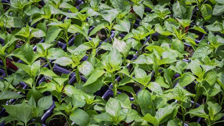 Plants pour potager Liernais