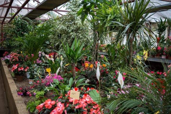 Fleurs pour massifs ensoleillés Liernais