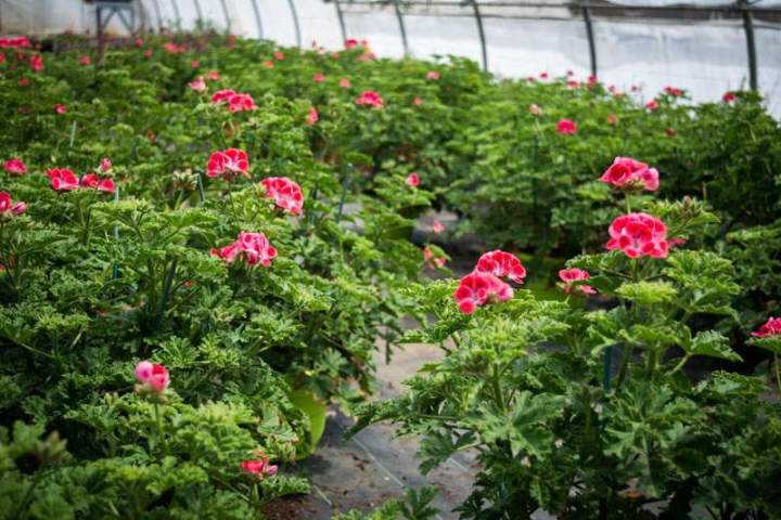 Plants de légumes professionnels Liernais