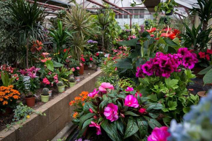 Plants légumes maraîchers Liernais