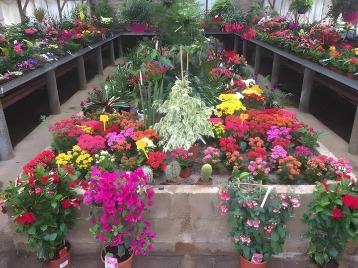 Plantes ornementales Liernais