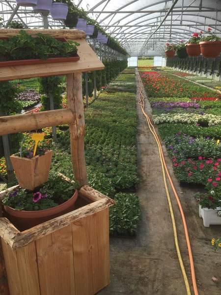 Plants maraîchers pour serre Liernais