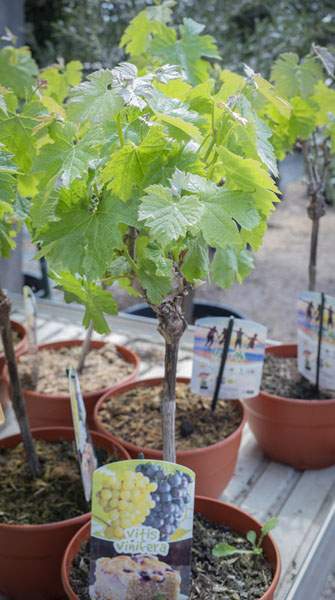 Producteur de plants maraîchers Liernais