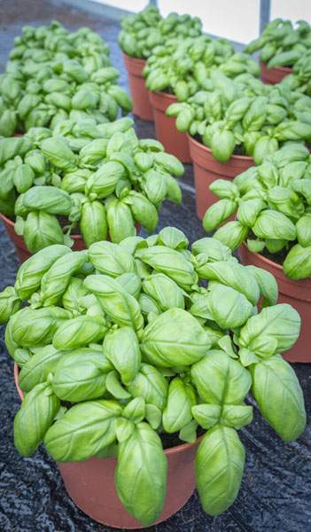 Légumes bio Liernais