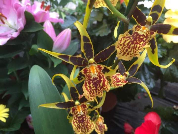 Vente plants maraîchage durable Liernais