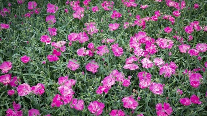 Horticulture régionale Liernais