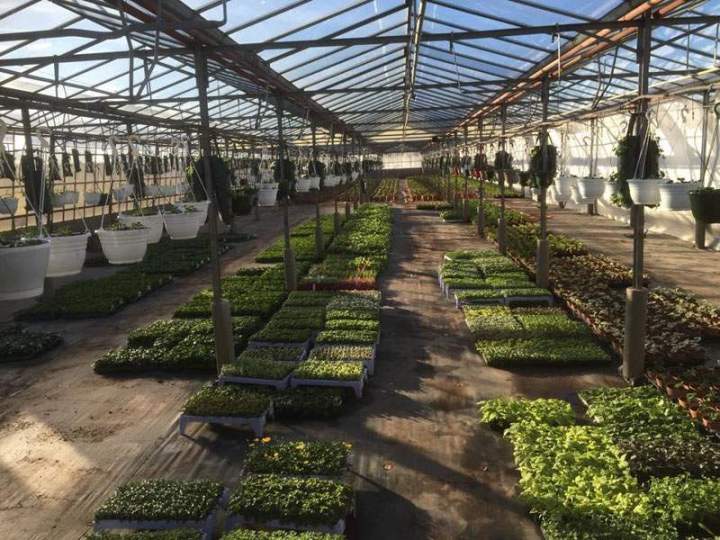 Plants pour culture maraîchère Liernais