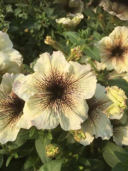 Fleurs maraîcheres Liernais