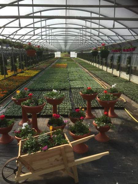 Vente plantes sur pot Liernais