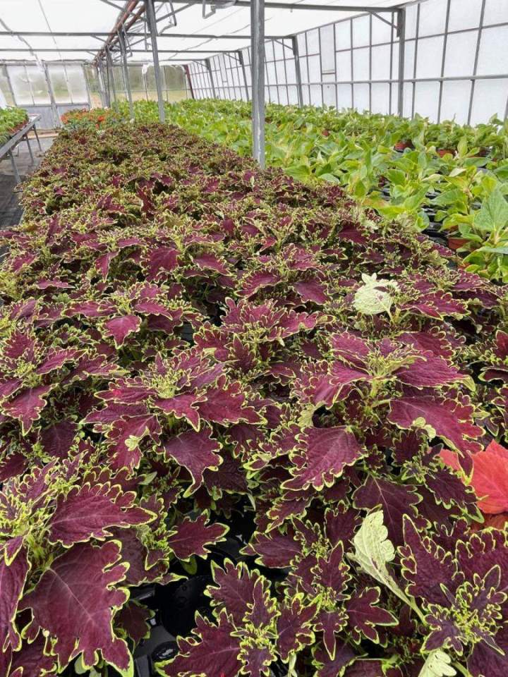 Horticulture conseils saisonniers Liernais