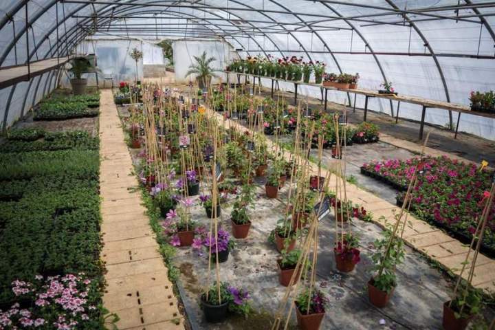 Plants maraîchers variétés anciennes et nouvelles  Liernais