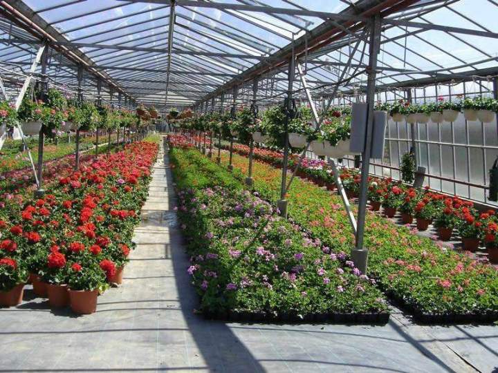 Fleurs pour parterres Liernais